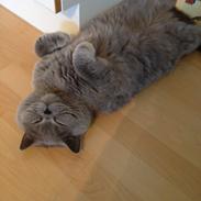 British Shorthair James Bond