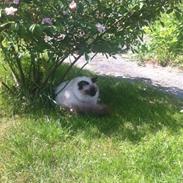 Hellig Birma Lillemis