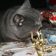 Blanding af racer Shanti