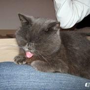 Blanding af racer Shanti