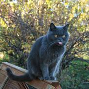 Blanding af racer Shanti