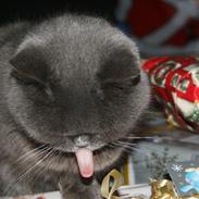 Blanding af racer Shanti