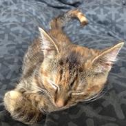 Huskat Lizzie