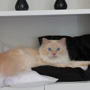 Hellig Birma Sølverlads Leonard (Findus)