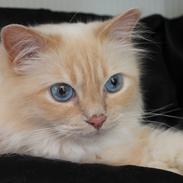 Hellig Birma Sølverlads Leonard (Findus)