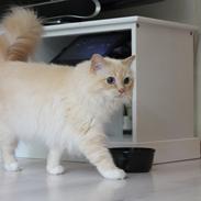 Hellig Birma Sølverlads Leonard (Findus)