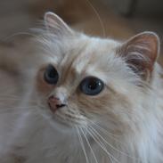 Hellig Birma Sølverlads Leonard (Findus)