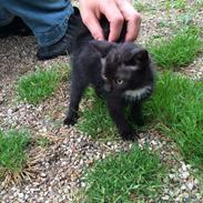 Blanding af racer Marly