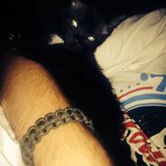 Blanding af racer Marly