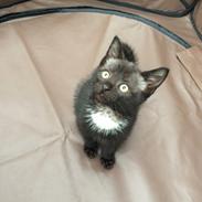 Blanding af racer Marly