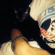 Blanding af racer Marly