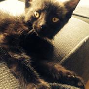 Blanding af racer Marly