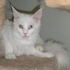 Maine Coon Just for me