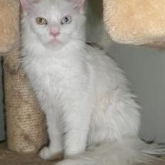 Maine Coon Just for me