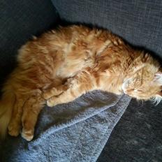 Blanding af racer Zimba