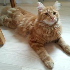 Blanding af racer Zimba