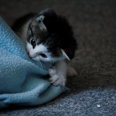 Blanding af racer LINDA<3 *Sov sødt min skat :-'(<3*