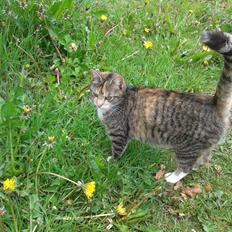 Huskat pus (mit et og alt) <3