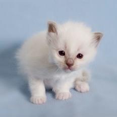 Hellig Birma Shonto's A Cloud of Mystery