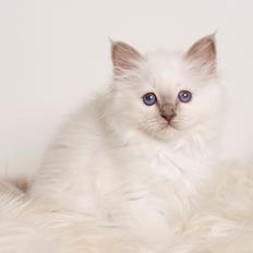 Hellig Birma Shonto's A Cloud of Mystery