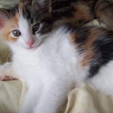 Blanding af racer Blue