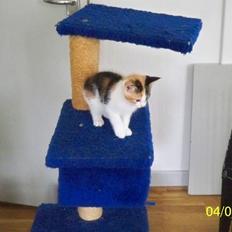 Blanding af racer Blue