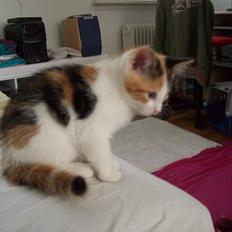 Blanding af racer Blue