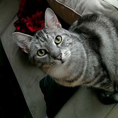 Europé Carezzando's Silver Pio