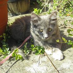 Blanding af racer Fie