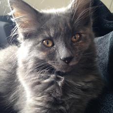 Blanding af racer Fie