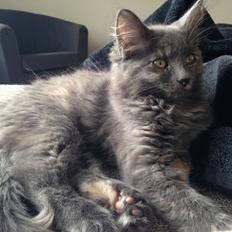 Blanding af racer Fie