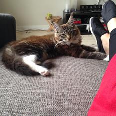 Maine Coon Chacoons Night Moon Puma PP