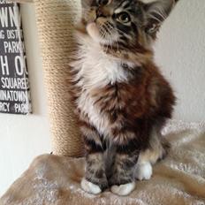 Maine Coon Chacoons Night Moon Puma PP