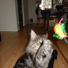 Maine Coon Jungle Mans Darth Vader