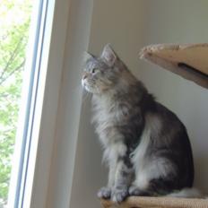 Maine Coon Jungle Mans Darth Vader