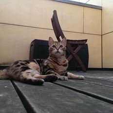 Bengal DK Efeuenborg's Sakura (Svigermors)