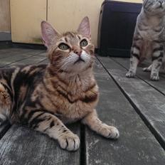 Bengal DK Efeuenborg's Sakura (Svigermors)