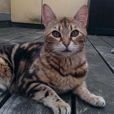 Bengal DK Efeuenborg's Sakura (Svigermors)