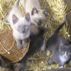 Blanding af racer kildelunds hvidkål