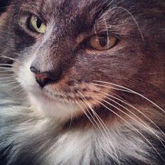 Blanding af racer Laban