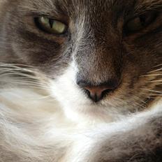 Blanding af racer Laban