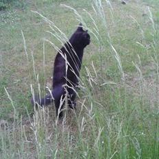 Huskat Sorte R.I.P ;-(