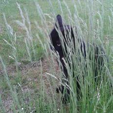 Huskat Sorte R.I.P ;-(