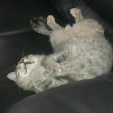 Blanding af racer bøllemis