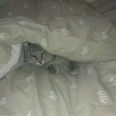 Blanding af racer bøllemis