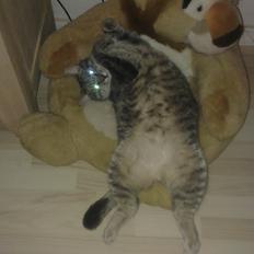 Blanding af racer bøllemis