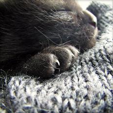 Blanding af racer ~  Bagheera