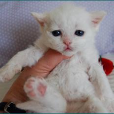 Selkirk Rex  Lykken Snehvide