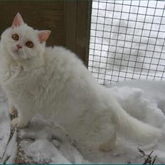Selkirk Rex  Lykken Snehvide