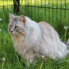 Norsk Skovkat Frida